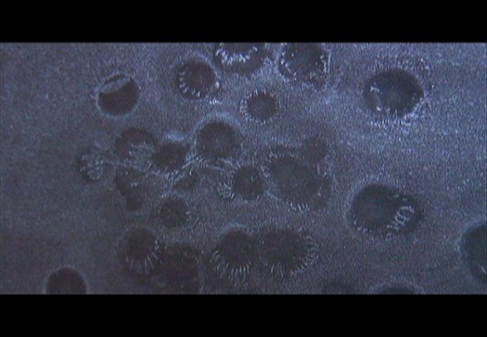 craters with rim-fixed features
